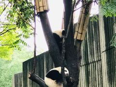 -成都大熊猫繁育研究基地