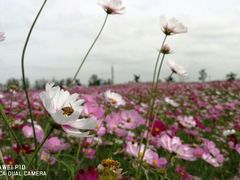 -荷兰花海