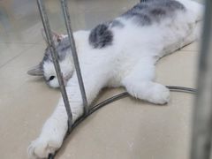 -瑞派动物医院·猫专科·至诚(江南中分院)