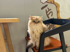 -豆逗聊愈猫阁Easy Life