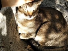 -喵屿·大理花园猫咖