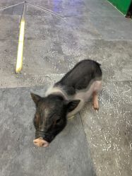 -神奇动物撸宠馆·羊驼·小浣熊·异宠(豫园店)