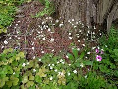 -黄海国家森林公园