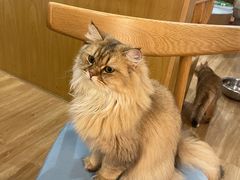 -滚猫咖啡·猫咖·猫友好撸猫(未来城店)
