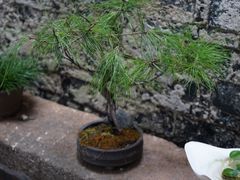 -月栖华明-云间草堂清茶馆(泗泾古镇店)