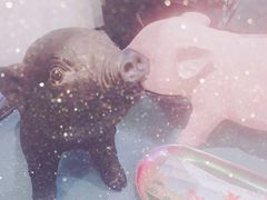 -WHEN PIGS FLY当猪飞