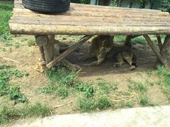 -西安秦岭野生动物园