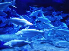 -成都浩海立方海洋公园