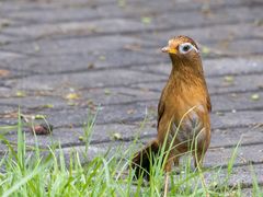 -上海滨江森林公园