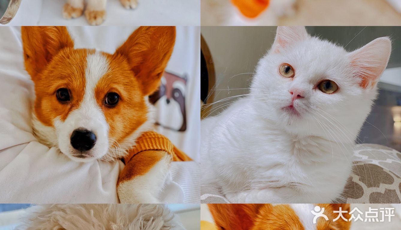 可以撸羊驼🦙的和超多萌宠🐶🐰🐱的可爱小店！