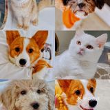可以撸羊驼🦙的和超多萌宠🐶🐰🐱的可爱小店！