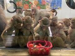 -西安秦岭野生动物园