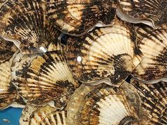 -海铺·渔家虾水饺(皇姑店)