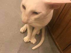 -飞行喵MR PILOT|猫舍·猫咖(静安大融城店)