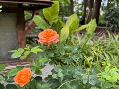 -花锦堂·隐庐