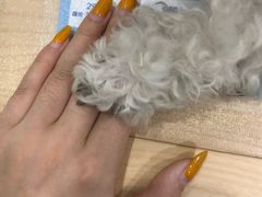 -伟伟宠物医院·CT影像中心·瑞派犬猫综合性门诊(汉口总院)