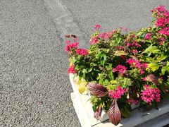 -棒棰岛宾馆景区