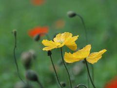 -天适樱花悠乐园