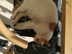 -平行世界·猫咖(首经贸店)