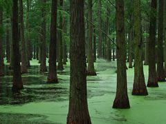 -渌洋湖湿地公园