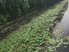 -白洋淀景区