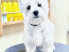 -喜洋洋宠物医院(震川路总店)