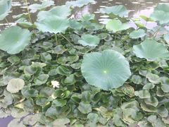 -前关湿地公园