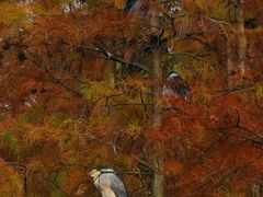 -白鹭湾湿地公园