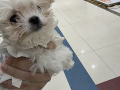 -派美特宠物医院·核磁CT·骨科肿瘤·疑难转诊(沈农禾丰店)