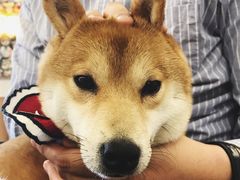 -豆柴町-柴犬主题狗咖(红鼎国际C座店)