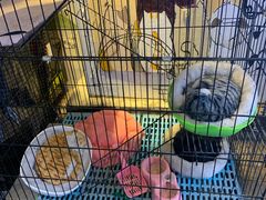 -猫咪博物馆(顶澳仔猫街店)