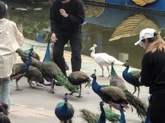 -西双版纳原始森林公园
