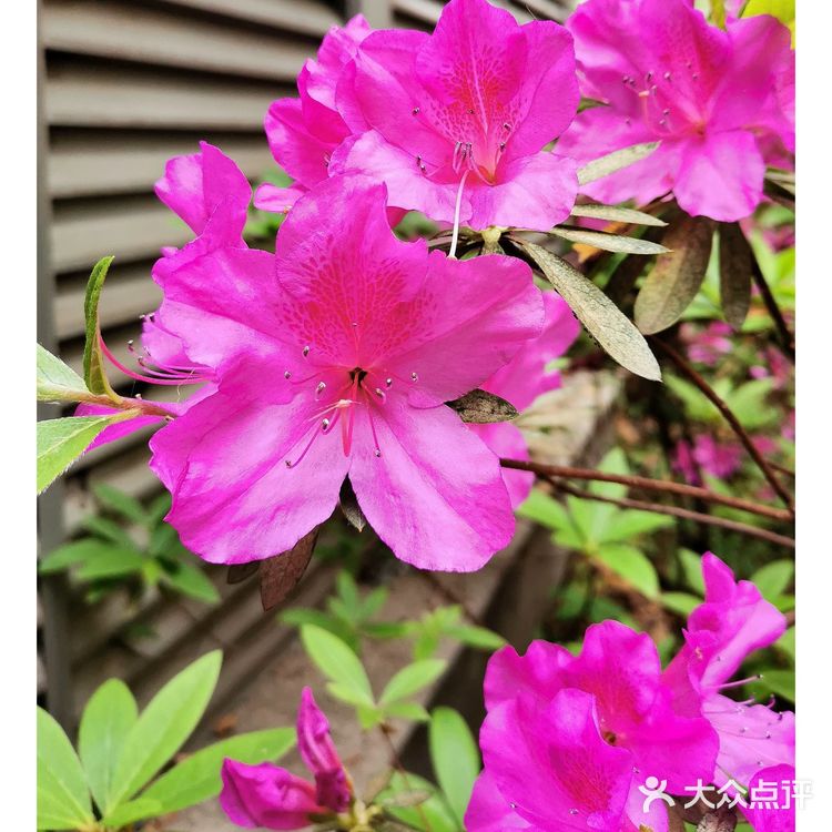 金陵花事||大行宫市民广场.杜鹃花
