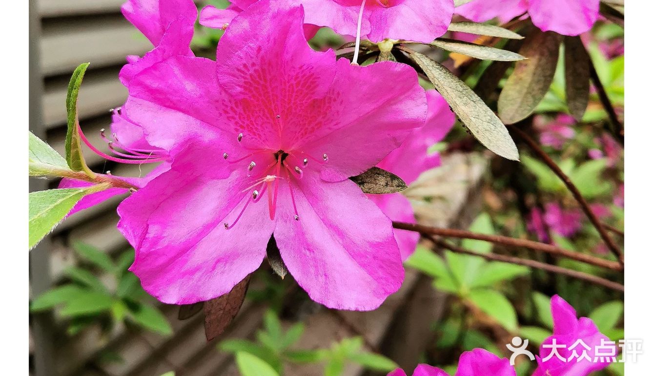 金陵花事||大行宫市民广场.杜鹃花