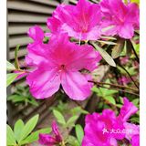 金陵花事||大行宫市民广场.杜鹃花
