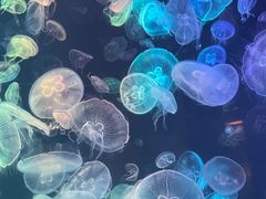 -烟台海昌鲸鲨海洋公园