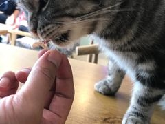 -平行世界·猫咖(首经贸店)
