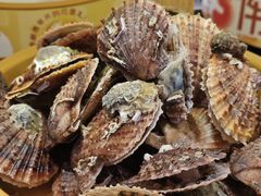 鲜带壳扇贝-龍歌自助小火锅(市南金茂湾店)