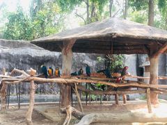 -清迈夜间动物园