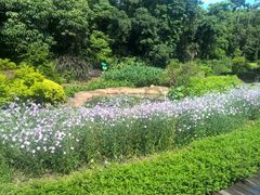 -广西壮族自治区药用植物园