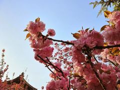 -西安青龙寺遗址景区