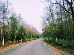 -上海海湾国家森林公园