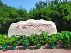 -莲花池公园