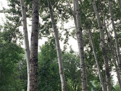 -仁和公园(顺义区)