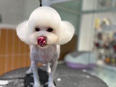-爱宠屋pet shop·宠物洗澡·宠物美容