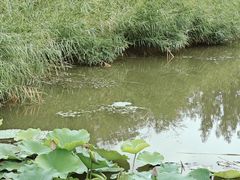 -水西公园