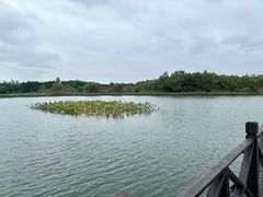-溱湖国家湿地公园