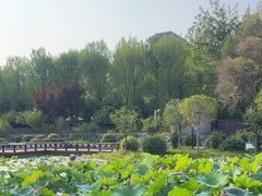 -莲湖公园