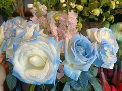 -爱尚幸福鲜花(上地实体店)