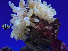 -北海海底世界